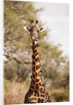 Endemic Thornicroft Giraffe by Anonymous