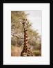 Endemic Thornicroft Giraffe by Anonymous