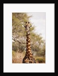 Endemic Thornicroft Giraffe by Anonymous