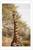 Endemic Thornicroft Giraffe by Anonymous