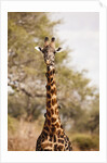 Endemic Thornicroft Giraffe by Anonymous