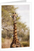 Endemic Thornicroft Giraffe by Anonymous