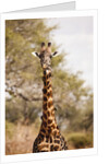 Endemic Thornicroft Giraffe by Anonymous