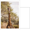 Endemic Thornicroft Giraffe by Anonymous