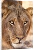 Young Male Lion (Panthera leo) by Anonymous