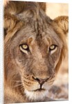 Young Male Lion (Panthera leo) by Anonymous