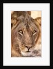 Young Male Lion (Panthera leo) by Anonymous