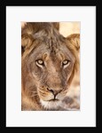 Young Male Lion (Panthera leo) by Anonymous