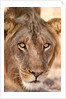 Young Male Lion (Panthera leo) by Anonymous