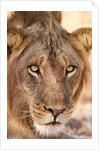 Young Male Lion (Panthera leo) by Anonymous