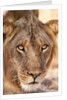 Young Male Lion (Panthera leo) by Anonymous