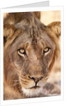 Young Male Lion (Panthera leo) by Anonymous