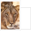 Young Male Lion (Panthera leo) by Anonymous