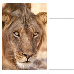 Young Male Lion (Panthera leo) by Anonymous