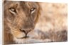 Young Male Lion (Panthera leo) by Anonymous