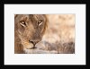 Young Male Lion (Panthera leo) by Anonymous