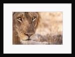 Young Male Lion (Panthera leo) by Anonymous