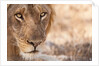 Young Male Lion (Panthera leo) by Anonymous