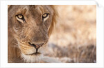 Young Male Lion (Panthera leo) by Anonymous