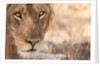 Young Male Lion (Panthera leo) by Anonymous