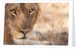 Young Male Lion (Panthera leo) by Anonymous