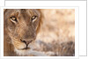 Young Male Lion (Panthera leo) by Anonymous