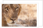 Young Male Lion (Panthera leo) by Anonymous