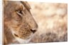 Young Male Lion (Panthera leo) by Anonymous