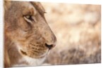 Young Male Lion (Panthera leo) by Anonymous
