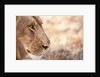 Young Male Lion (Panthera leo) by Anonymous