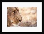 Young Male Lion (Panthera leo) by Anonymous