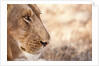 Young Male Lion (Panthera leo) by Anonymous