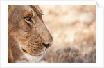 Young Male Lion (Panthera leo) by Anonymous