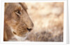 Young Male Lion (Panthera leo) by Anonymous