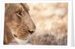 Young Male Lion (Panthera leo) by Anonymous