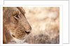 Young Male Lion (Panthera leo) by Anonymous