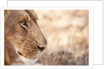 Young Male Lion (Panthera leo) by Anonymous