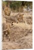 Young Lions (Panthera leo) by Anonymous