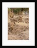 Young Lions (Panthera leo) by Anonymous