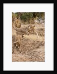 Young Lions (Panthera leo) by Anonymous