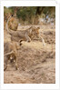 Young Lions (Panthera leo) by Anonymous