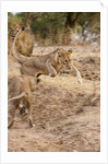 Young Lions (Panthera leo) by Anonymous