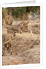 Young Lions (Panthera leo) by Anonymous