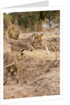 Young Lions (Panthera leo) by Anonymous