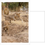 Young Lions (Panthera leo) by Anonymous