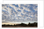 South Luwangwe National Park by Anonymous