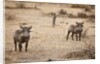 Young Warthogs by Anonymous