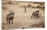 Young Warthogs by Anonymous
