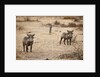 Young Warthogs by Anonymous