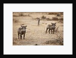 Young Warthogs by Anonymous